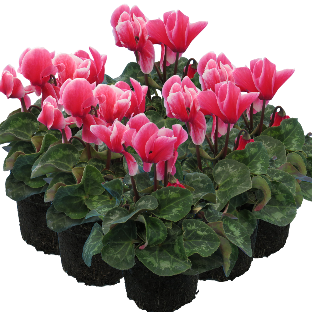Cyclamen ‘Bicolour Rouge Flame’ — Hardy Perennial, 1L Pot