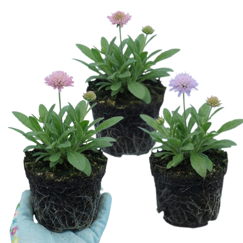 Knautia ‘Melton Pastels’ — Hardy Herbaceous Perennial, Bee-Friendly, 1L Pot (Set of 3 or 6)