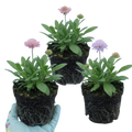 Knautia ‘Melton Pastels’ — Hardy Herbaceous Perennial, Bee-Friendly, 1L Pot (Set of 3 or 6)