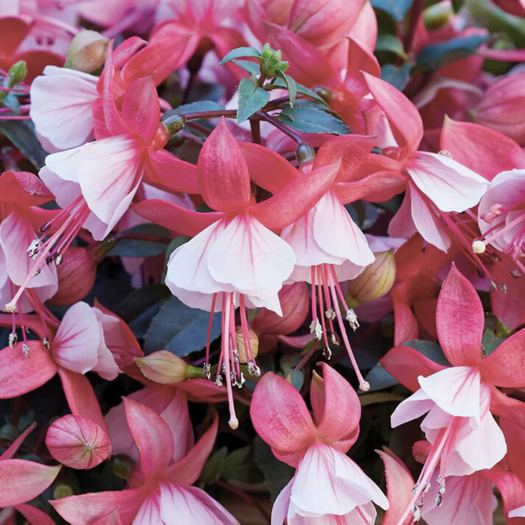 Fuchsia ‘Hilda’ — Patio Fuchsia (semi-tender perennial), Bee-Friendly, 10.5cm Pot (Set of 3 or 6)