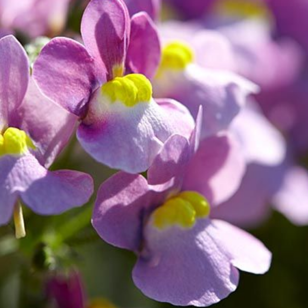 Nemesia ‘Nuvo Pink Bicolour’ — Annual / Short-lived Perennial, Bee-Friendly, 10.5cm Pot (Set of 3 or 6)