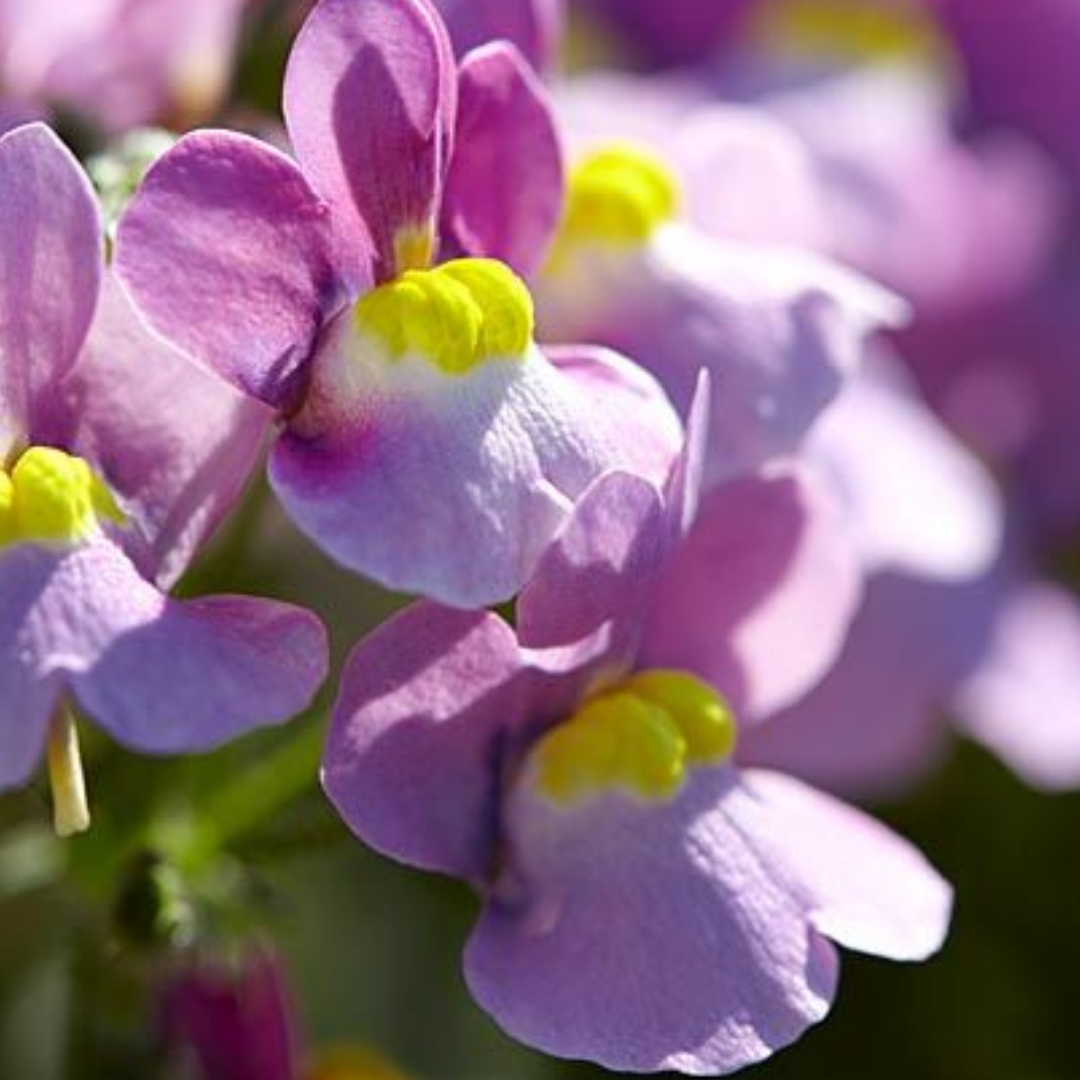 Nemesia ‘Nuvo Pink Bicolour’ — Annual / Short-lived Perennial, Bee-Friendly, 10.5cm Pot (Set of 3 or 6)