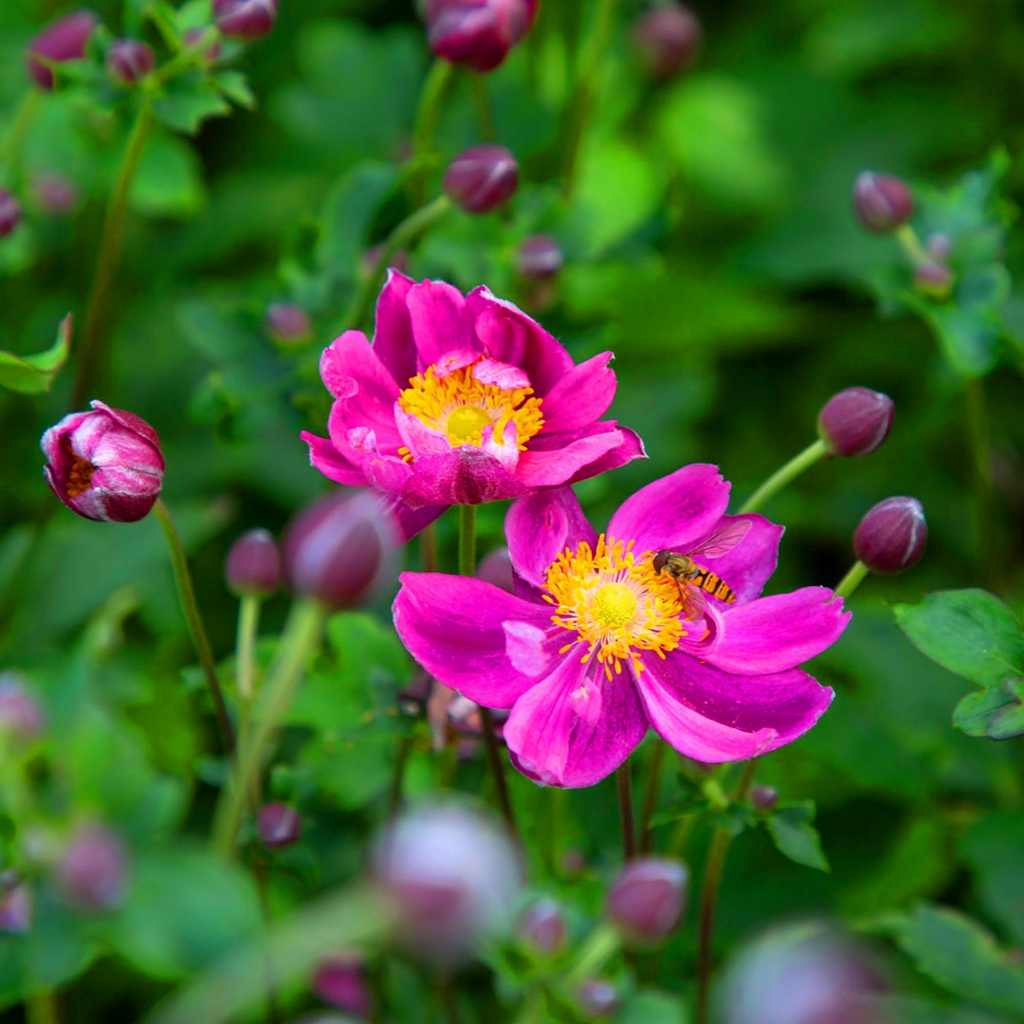Anemone ‘Fantasy Ariel’ — Hardy Perennial, 2L Pot