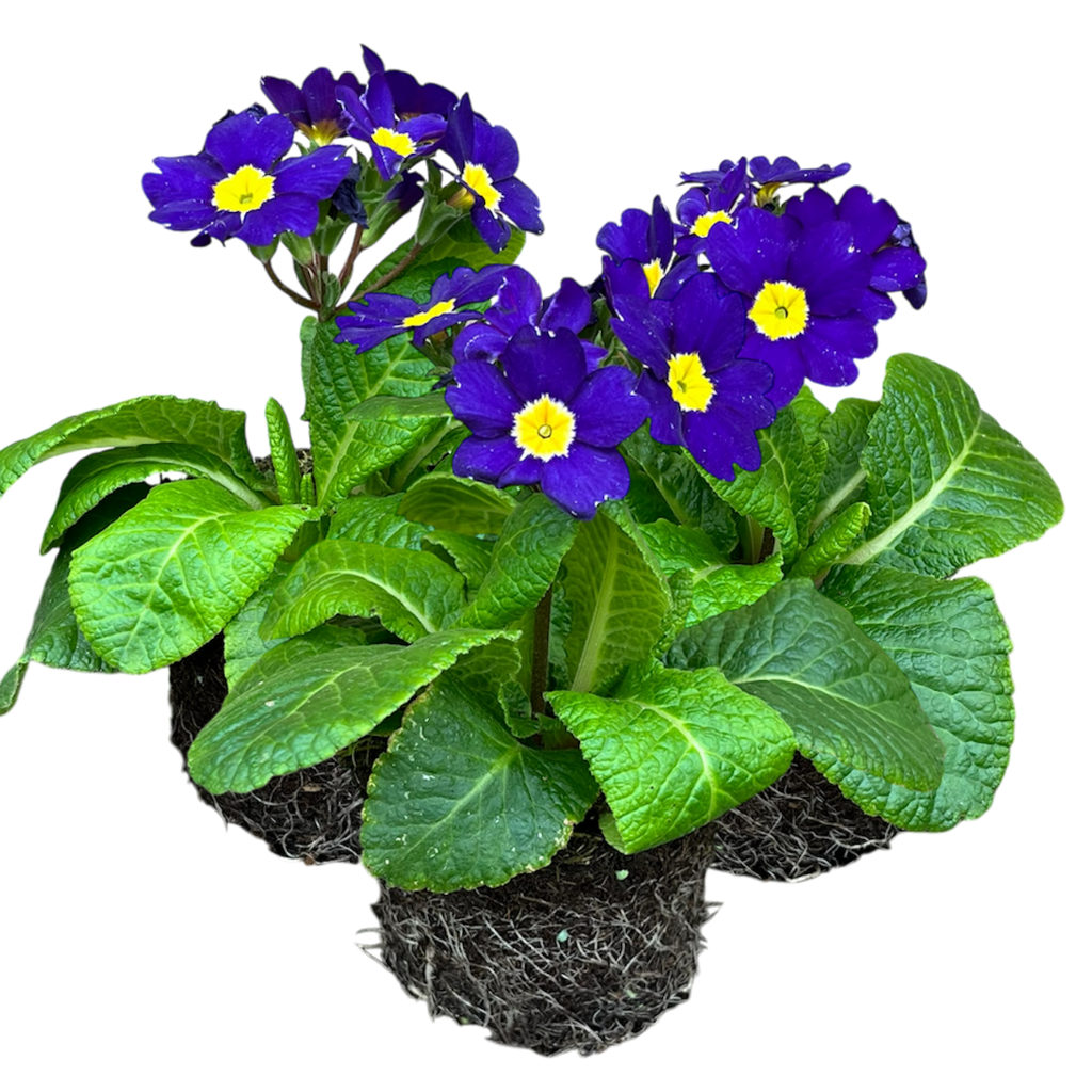Polyanthus ‘Blue’ — Hardy Perennial, Bee-Friendly, 10.5cm Pot