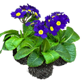 Polyanthus ‘Blue’ — Hardy Perennial, Bee-Friendly, 10.5cm Pot
