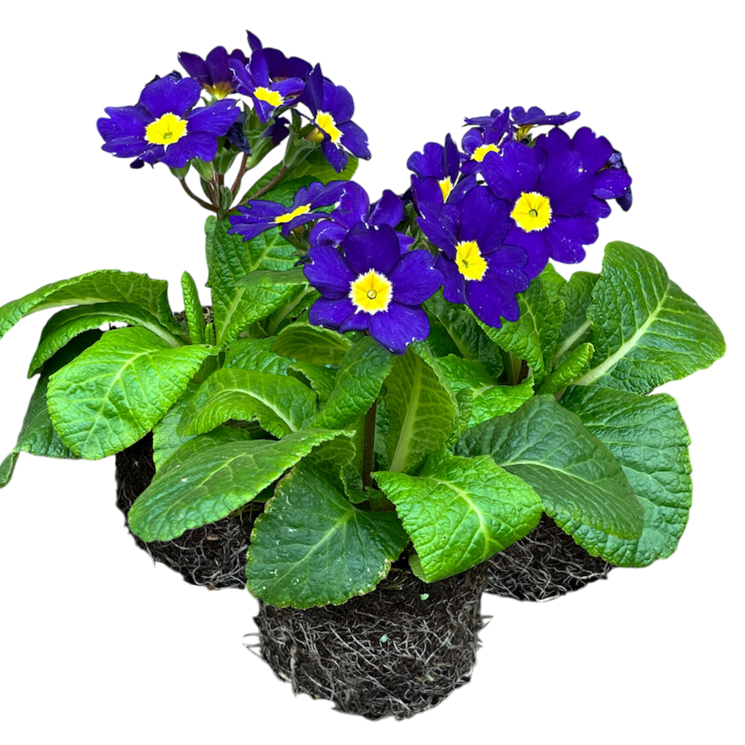Polyanthus ‘Blue’ — Hardy Perennial, Bee-Friendly, 10.5cm Pot