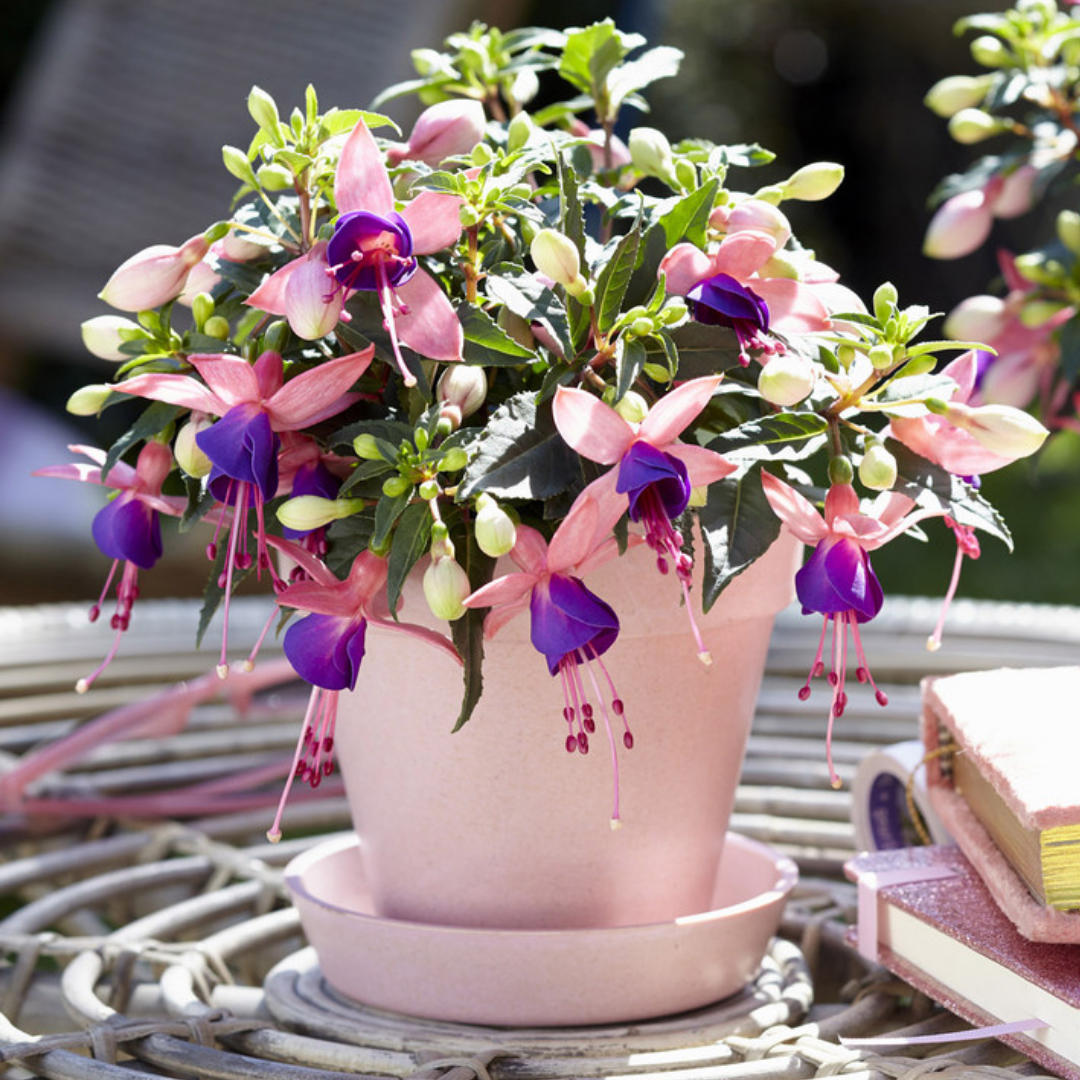 Fuchsia ‘Mariska’ — Patio Fuchsia (semi-tender perennial), Bee-Friendly, 10.5cm Pot (Set of 3 or 6)