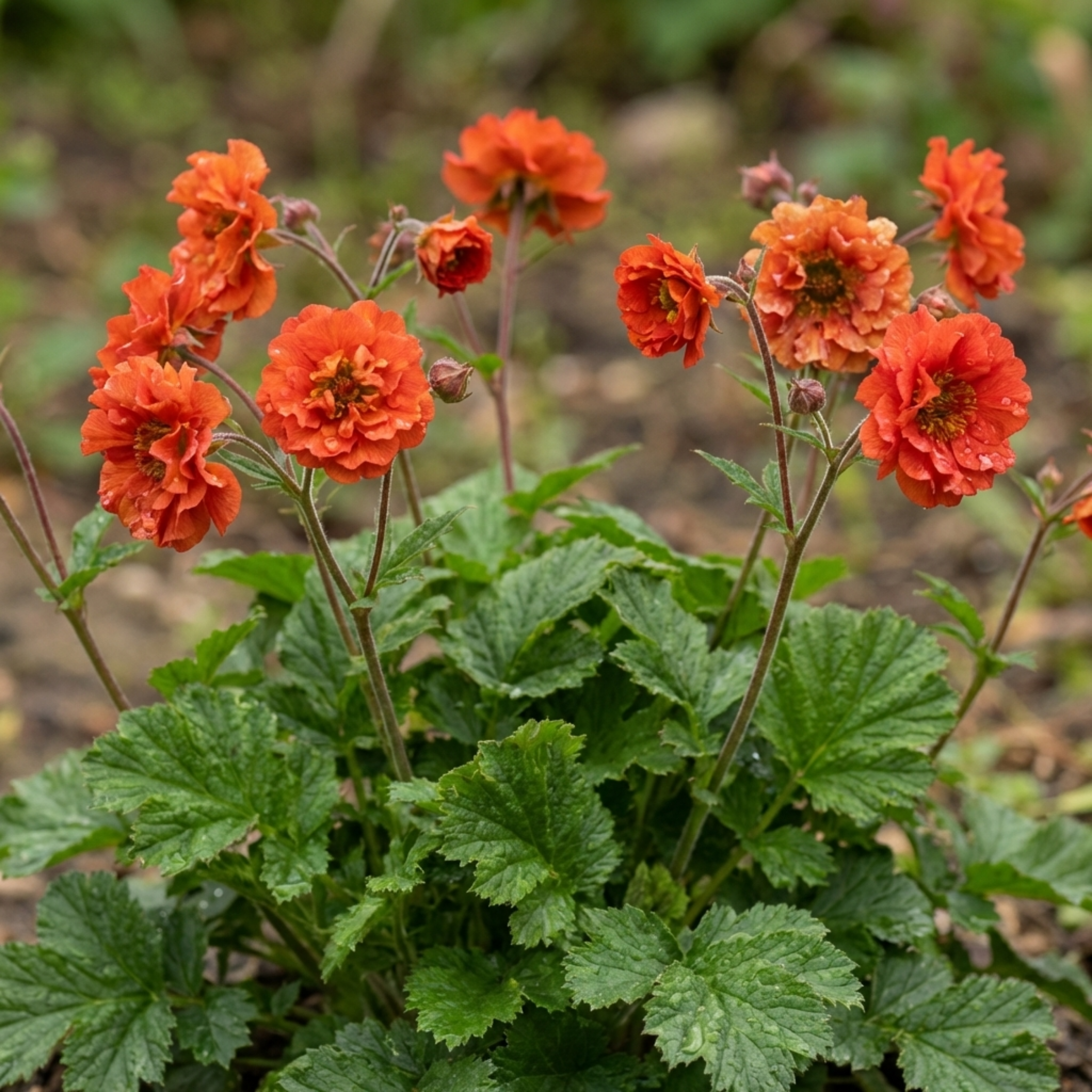 Geum ‘Mrs Bradshaw’ — Hardy Perennial, Bee-Friendly, 1L Pot (Set of 3 or 6)