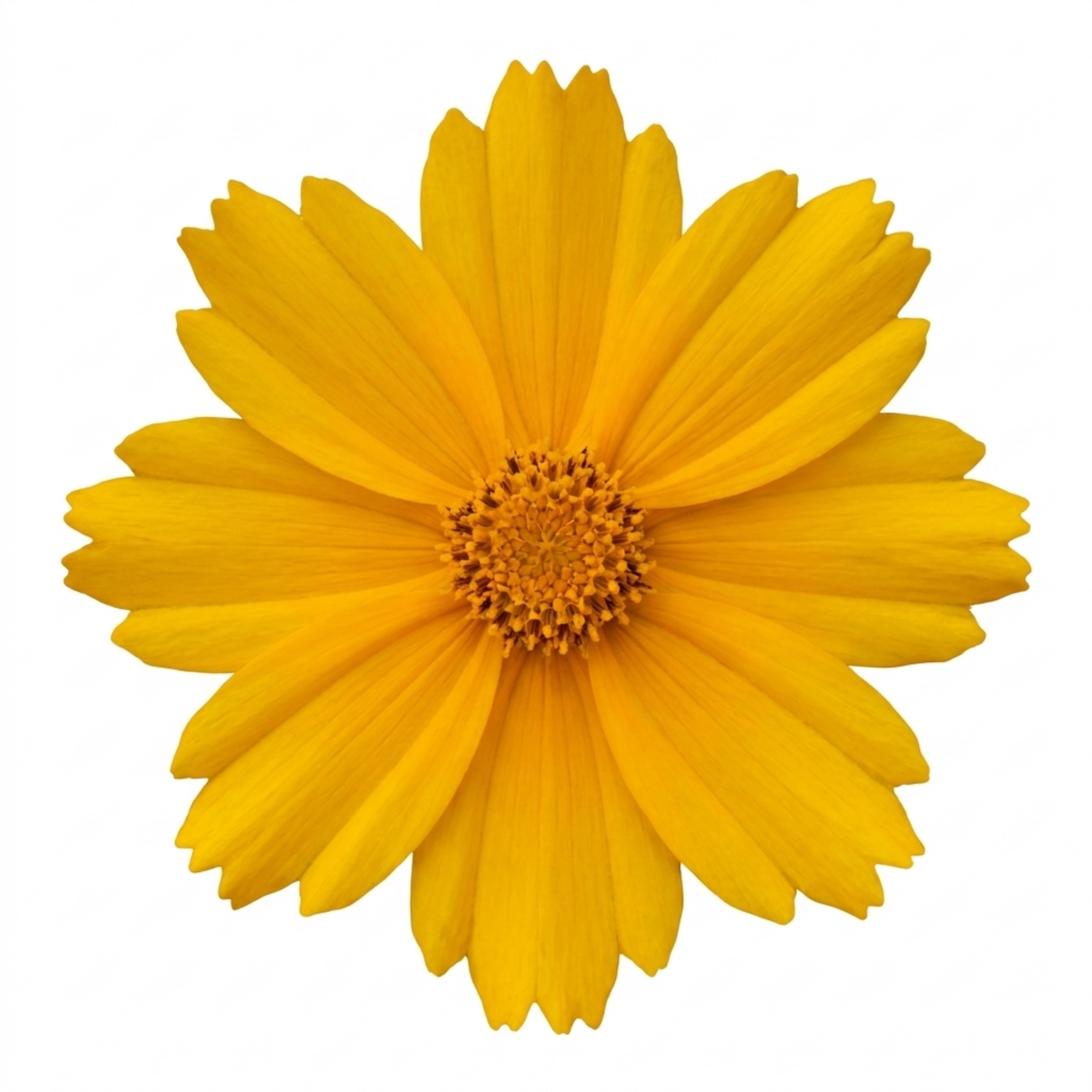Coreopsis ‘Presto’ — Hardy Herbaceous Perennial, Bee-Friendly, 1L Pot (Set of 3 or 6)