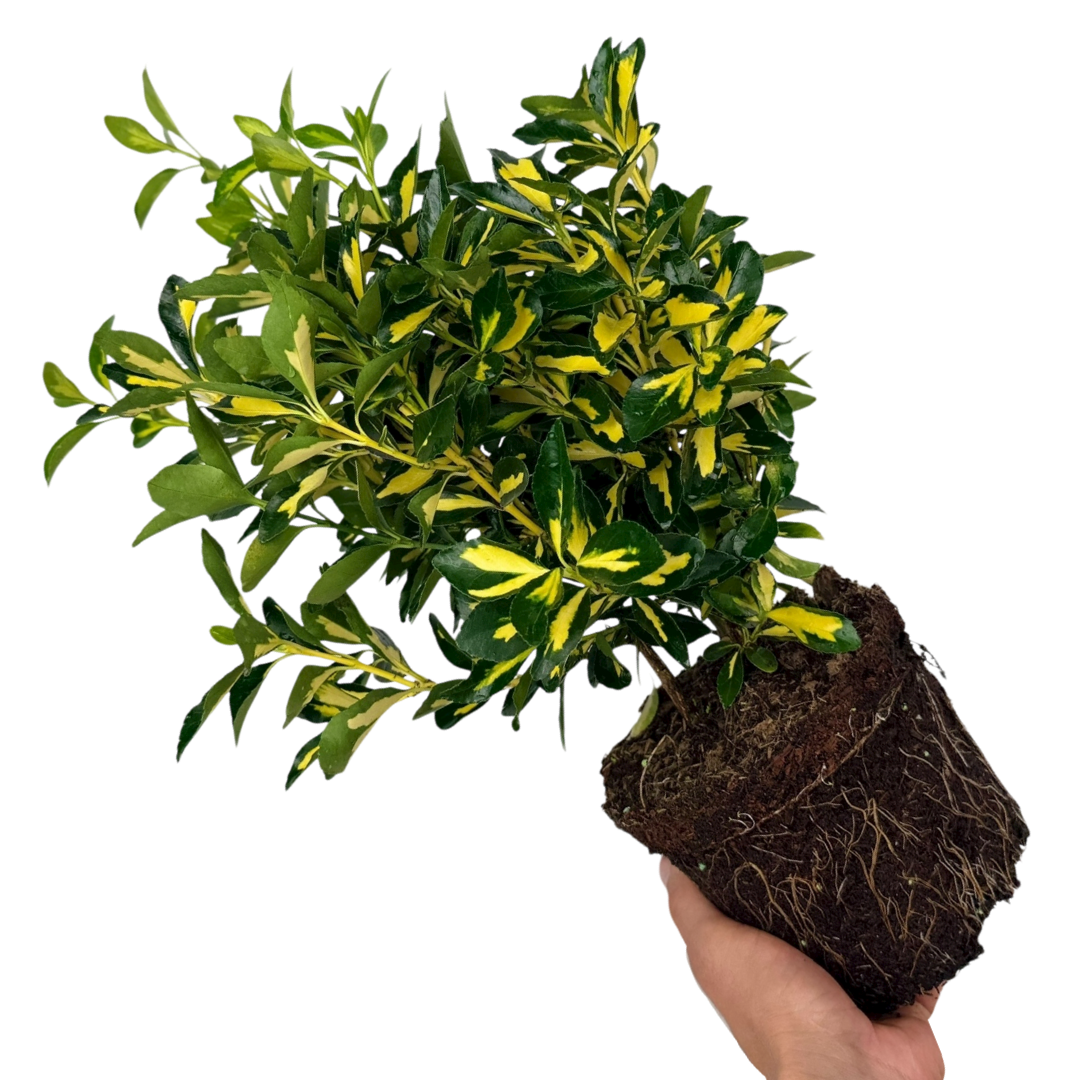 Euonymus ‘Ovatus Aureus’ — Hardy Shrub, 2L Pot
