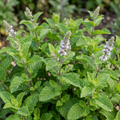Mint 'Moroccan' — Hardy Perennial Herb, Bee-Friendly, 1L Pot (Set of 6)