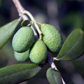 Mini Olive Tree (Olea europaea) — Hardy Evergreen, 15cm Pot