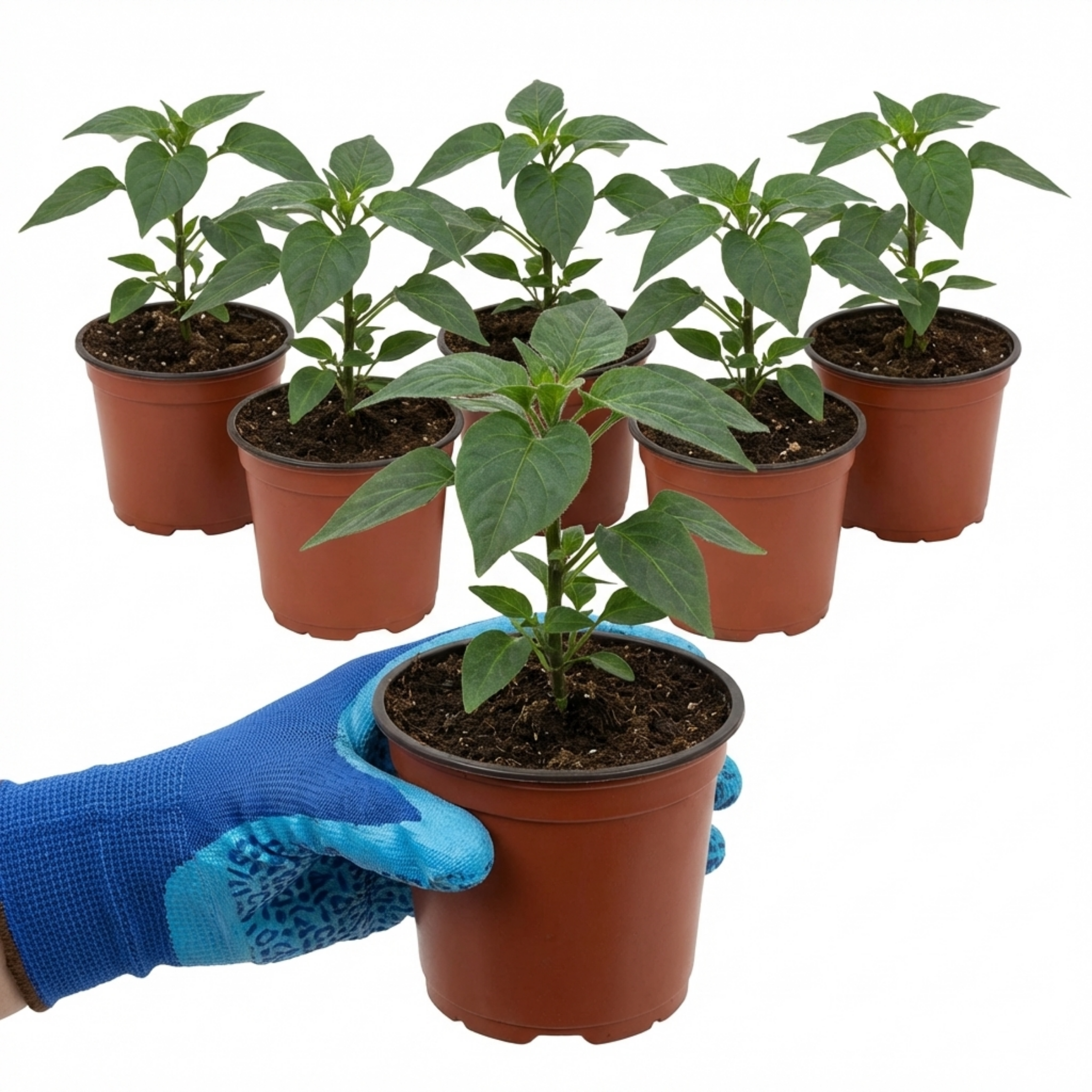 Chilli 'Zimbabwe Black' — Edible Annual, 10.5cm Pot (Set of 3 or 6)