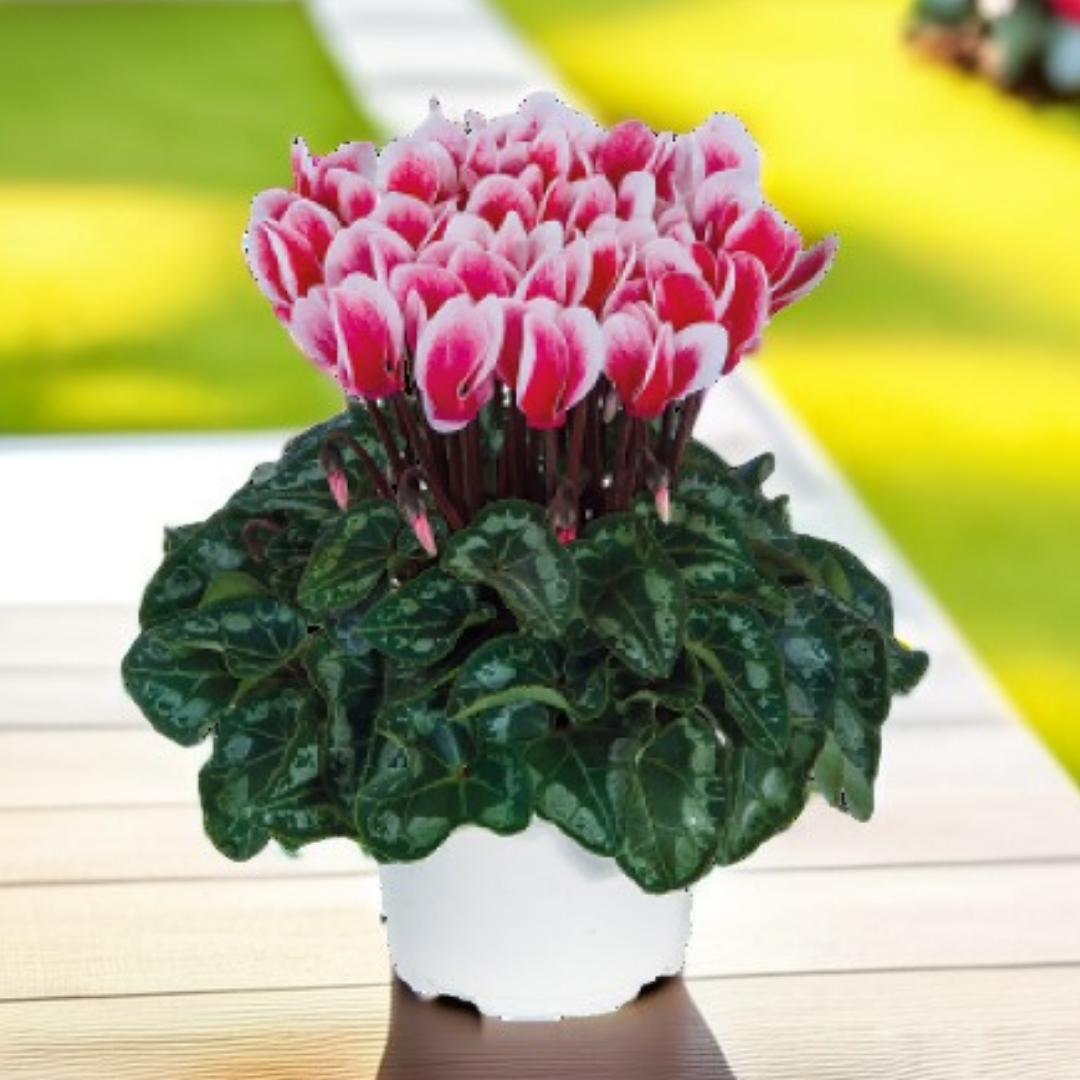 Cyclamen ‘Smartiz Rouge Vif’ — Tender Pot Plant (perennial in mild climates), 10.5cm Pot (Set of 3 or 6)