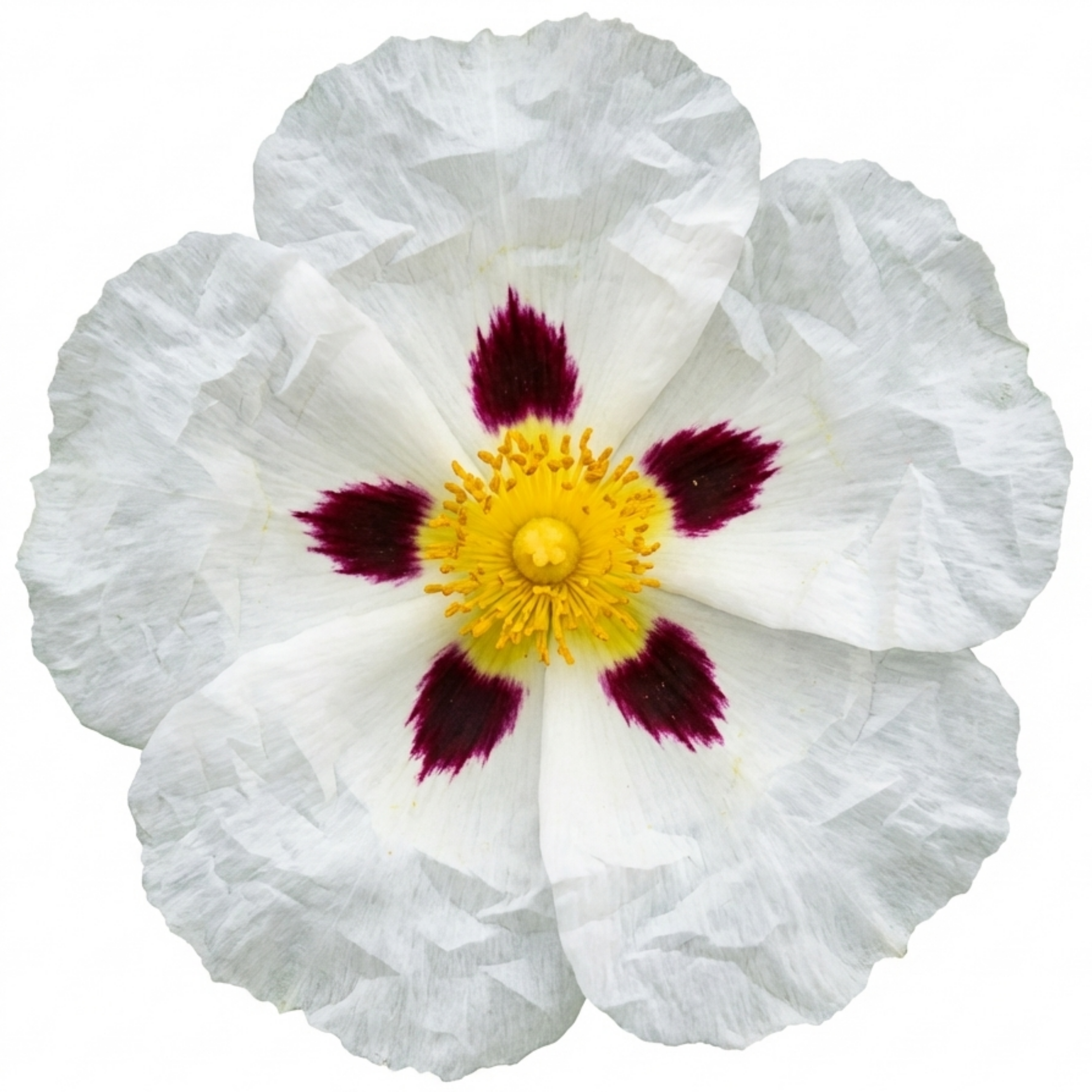 Cistus ‘Thrive Rock Rose’ — Hardy Evergreen Shrub, Bee-Friendly, 3L Pot