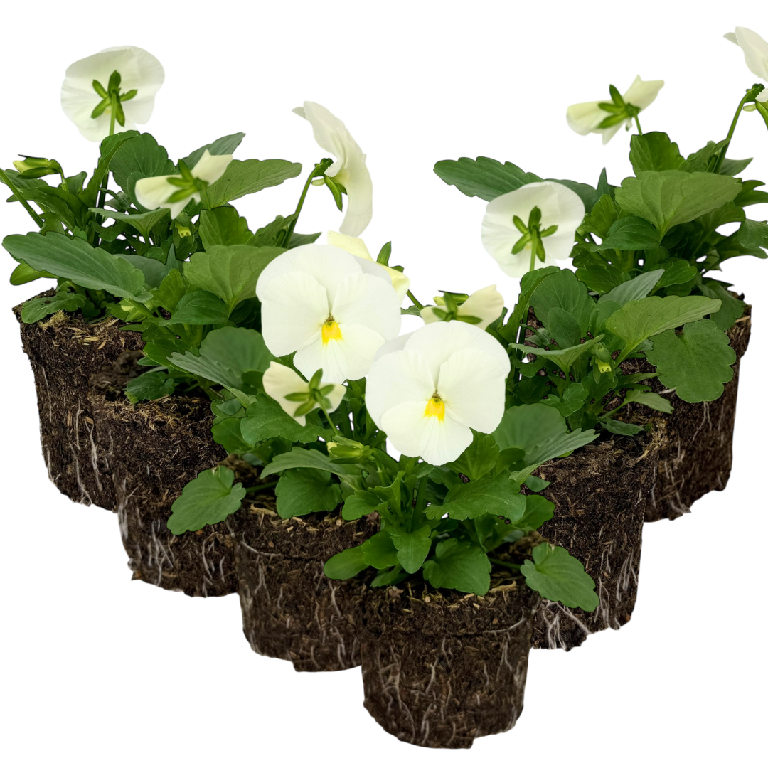 Pansy 'Delta Pro Clear White' — Hardy Bedding, 10.5cm Pot (Set of 3 or 6)