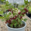 Gooseberry 'Red' — Hardy Self-Fertile Fruit Bush, 5L Pot