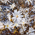 Magnolia ‘Stellata’ — Garden Tree, Bee-Friendly, 3L Pot