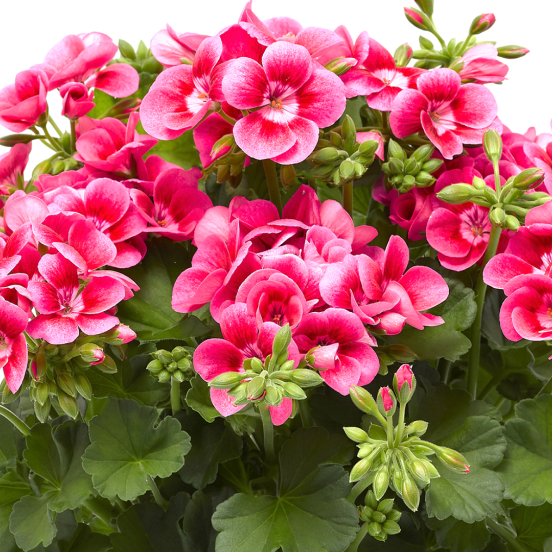 Pelargonium ‘Pink Splash’ — Tender Perennial (grown as bedding), Bee-Friendly, 1L Pot (Set of 3 or 6)