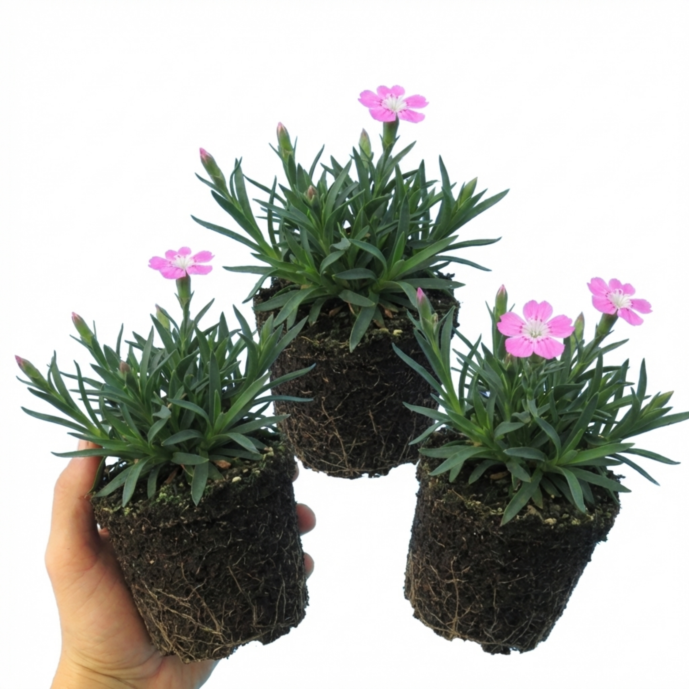 Silene ‘Schafta’ — Hardy Perennial, Bee-Friendly, 1L Pot (Set of 3 or 6)