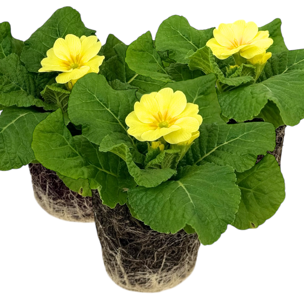 Primrose ‘Cream’ — Hardy Perennial, 10.5cm Pot
