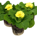 Primrose ‘Cream’ — Hardy Perennial, 10.5cm Pot