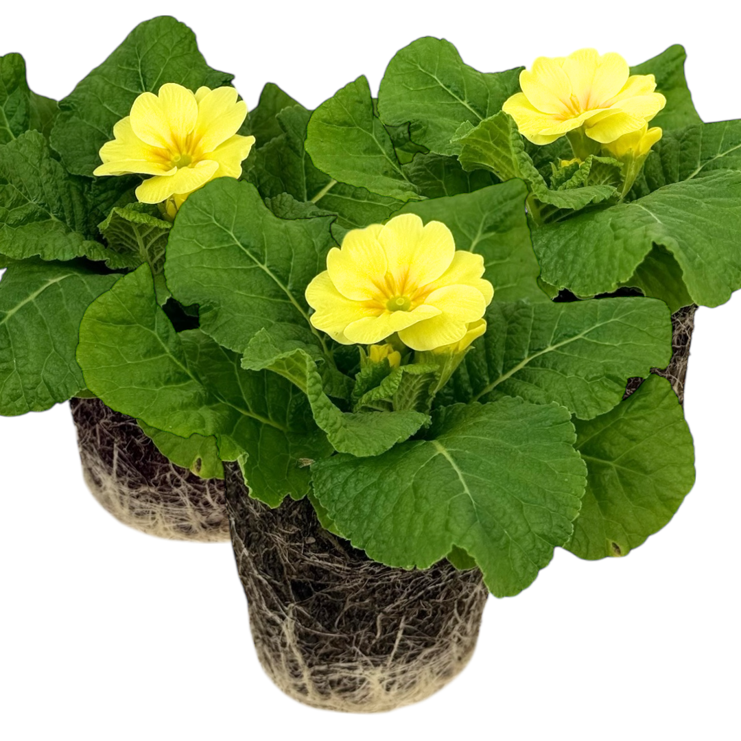 Primrose ‘Cream’ — Hardy Perennial, 10.5cm Pot