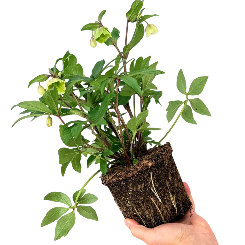 Hellebore 'Winter Sunshine' — Hardy Perennial, Bee-Friendly, 2L Pot