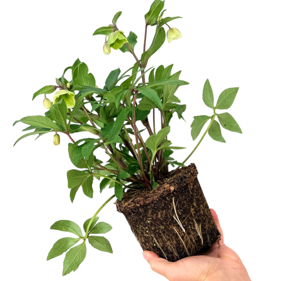 Hellebore 'Winter Sunshine' — Hardy Perennial, Bee-Friendly, 2L Pot