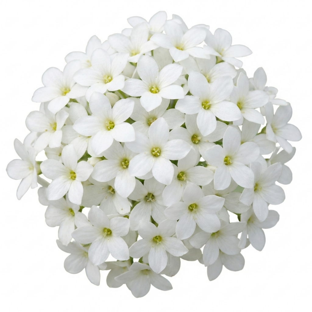 Saxifrage ‘Marto White Mossy Alpine’ — Hardy Evergreen Alpine Perennial, Bee-Friendly, 1L Pot (Set of 3 or 6)