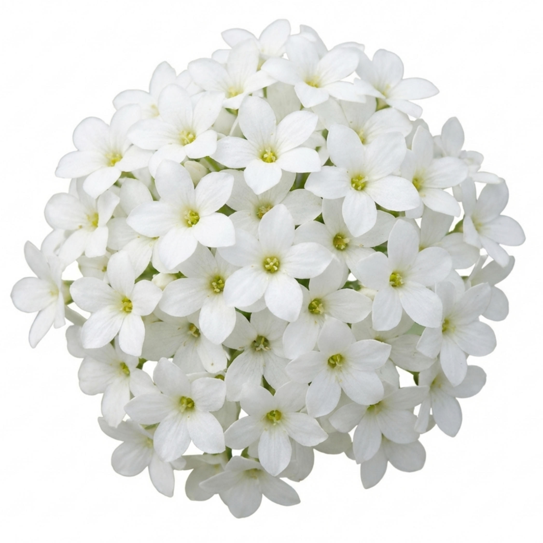 Saxifrage ‘Marto White Mossy Alpine’ — Hardy Evergreen Alpine Perennial, Bee-Friendly, 1L Pot (Set of 3 or 6)