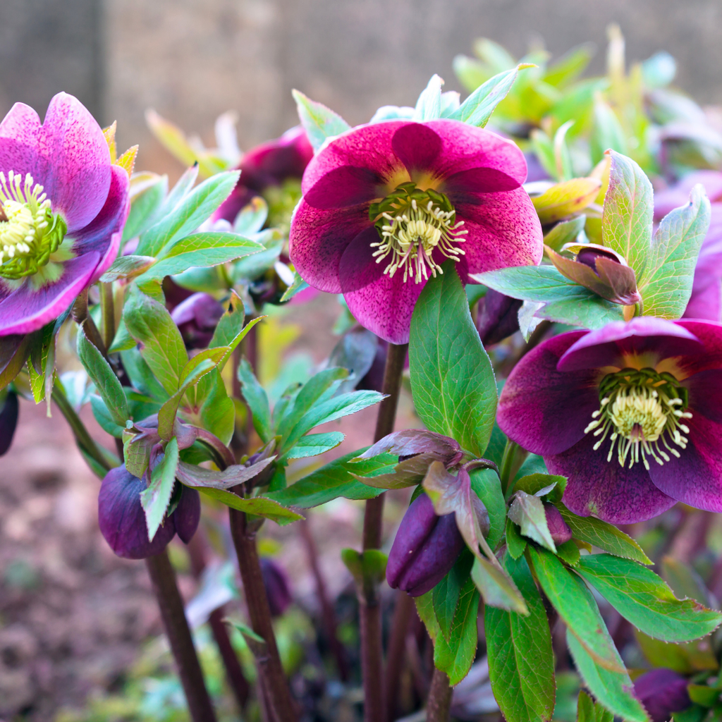 Hellebore ‘Frostkiss Pippas Purple’ — Hardy Perennial, Bee-Friendly, 2L Pot