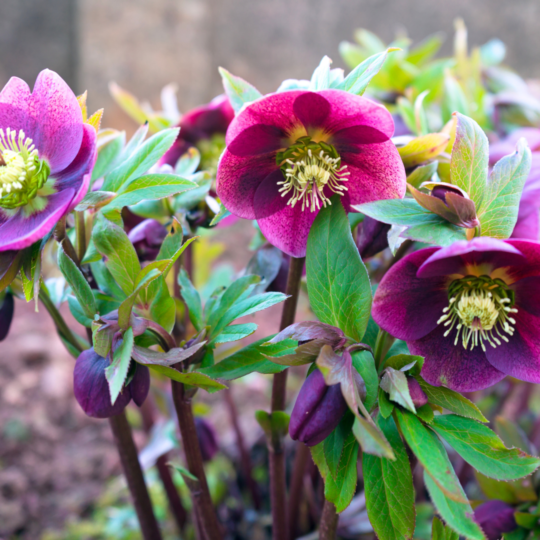 Hellebore ‘Frostkiss Pippas Purple’ — Hardy Perennial, Bee-Friendly, 2L Pot