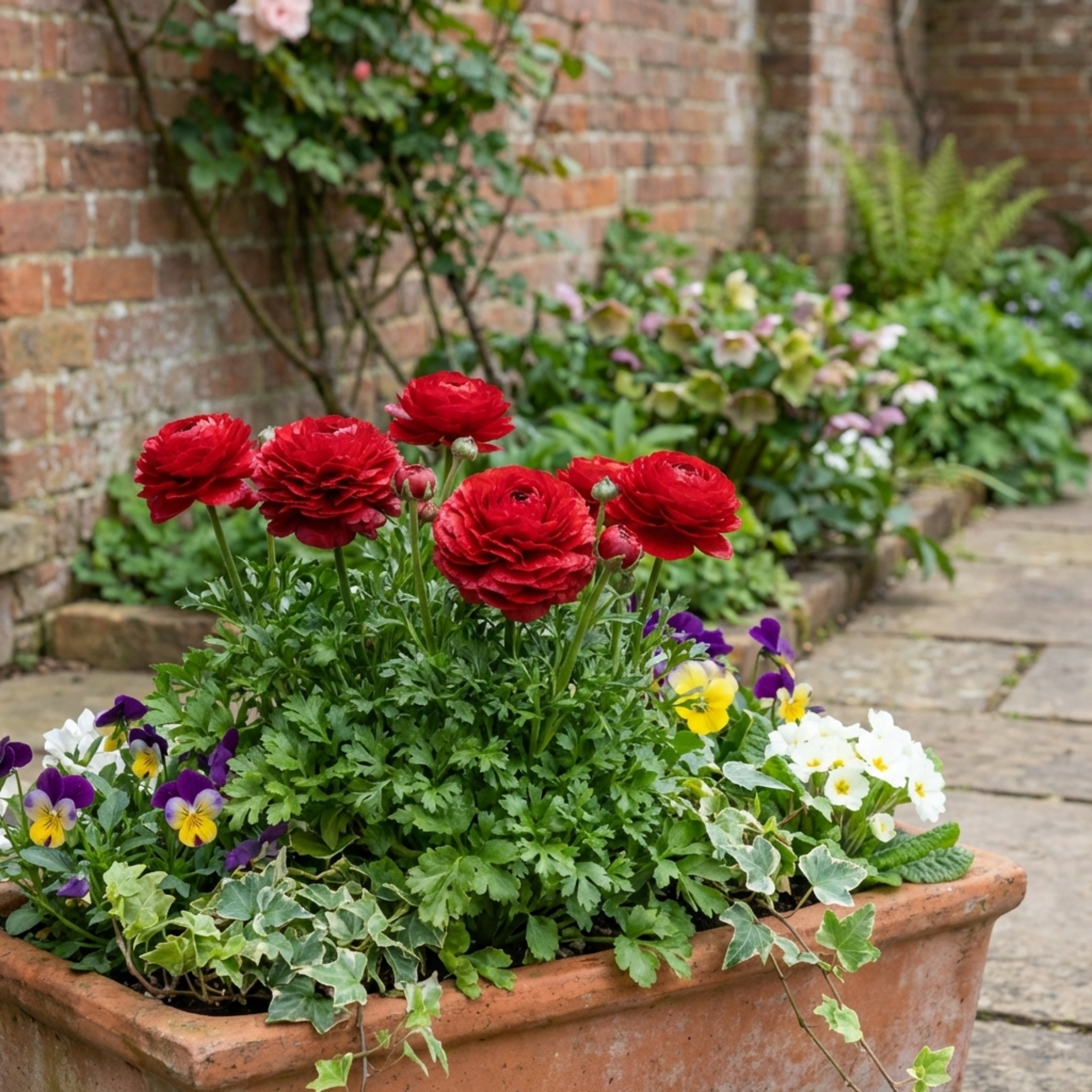 Ranunculus ‘Vortex Red’ — Tuberous Perennial, Bee-Friendly, 1L Pot (Set of 3 or 6)