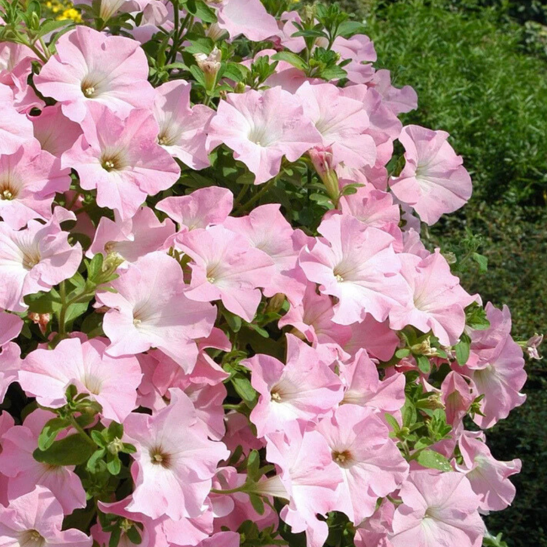Petunia ‘Express Apple Blossom’ — Hardy Perennial, 10.5cm Pot (Set of 3 or 6)