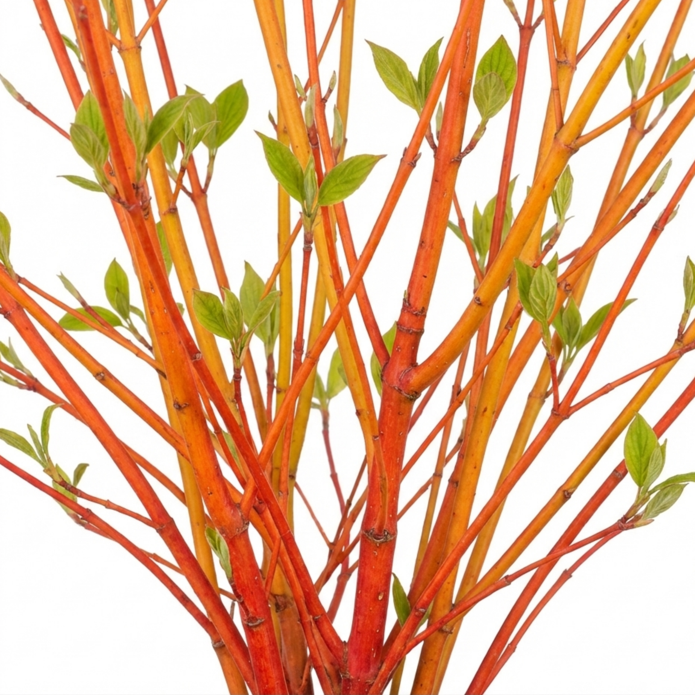 Cornus ‘Midwinter Fire’ — Deciduous Shrub, Bee-Friendly, 3L Pot