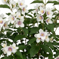 Philadelphus ‘Belle Etoile Mock Orange’ — Deciduous Shrub, Bee-Friendly, 3L Pot