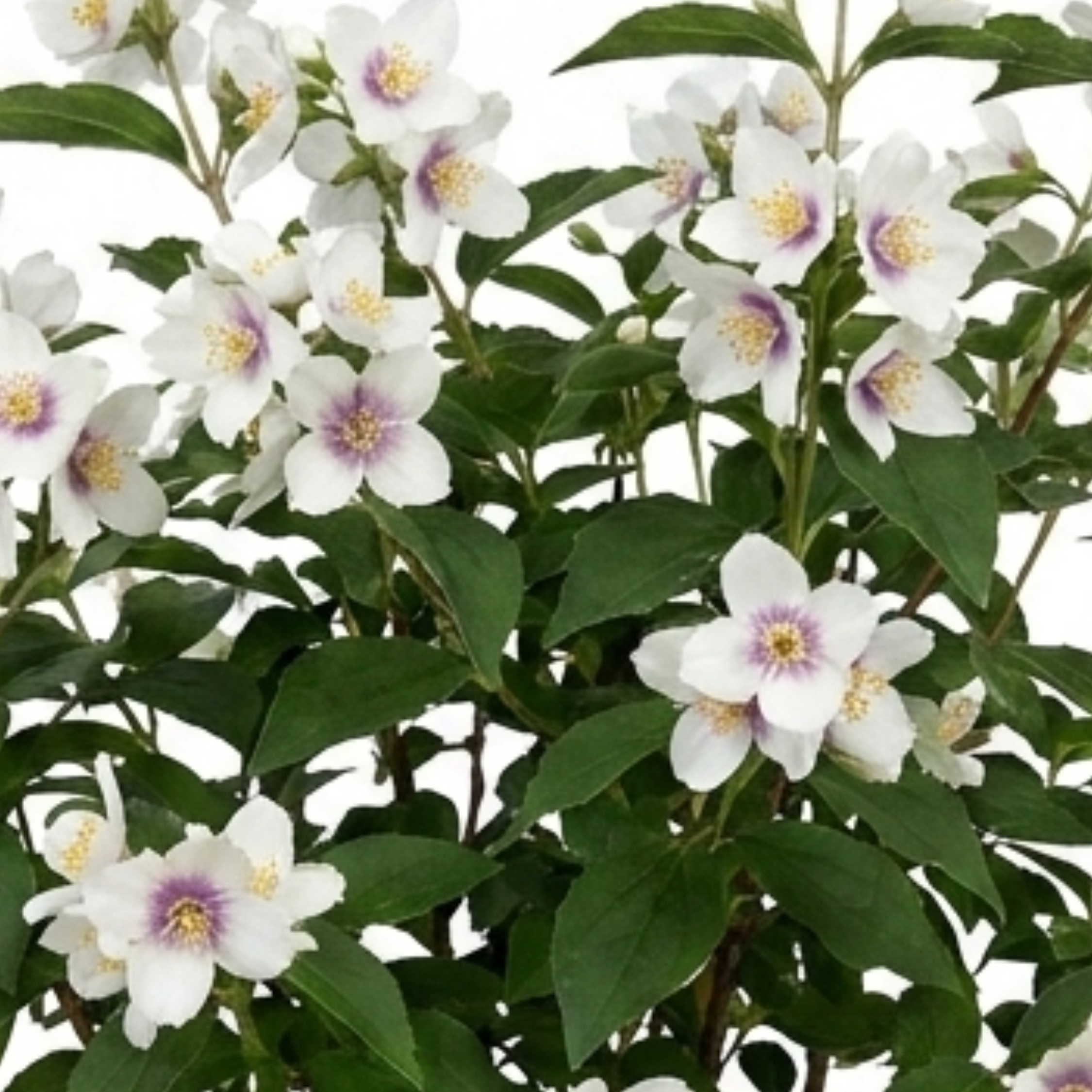 Philadelphus ‘Belle Etoile Mock Orange’ — Deciduous Shrub, Bee-Friendly, 3L Pot