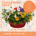 Tangerine Twist Speedplanter — Pre-Planted Mixed Annual Display, 7-Plant Set