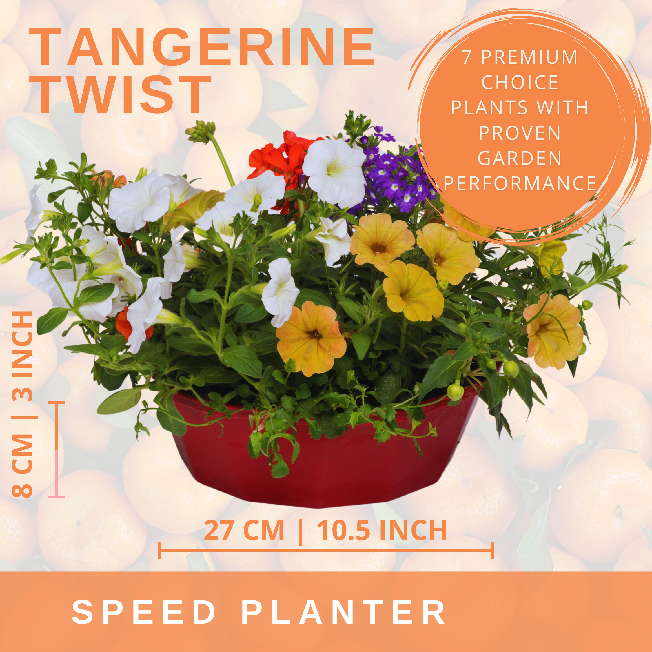 Tangerine Twist Speedplanter — Pre-Planted Mixed Annual Display, 7-Plant Set