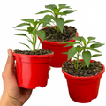 Sweet Pepper 'Astor' — Edible Annual, 10.5cm Pot (Set of 3 or 6)