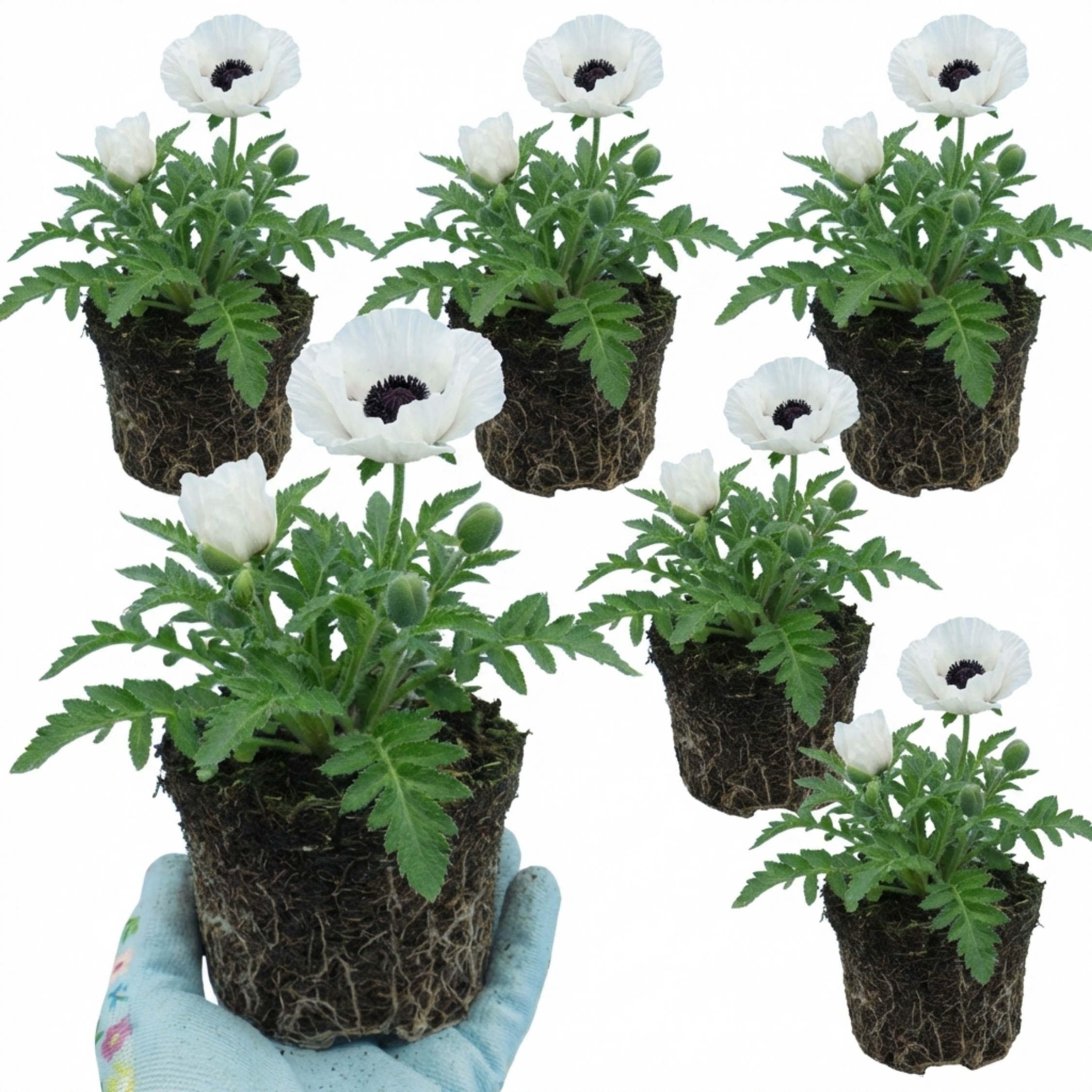 Papaver ‘Orientale Royal Wedding Poppy’ — Hardy Perennial, Bee-Friendly, 1L Pot (Set of 3 or 6)