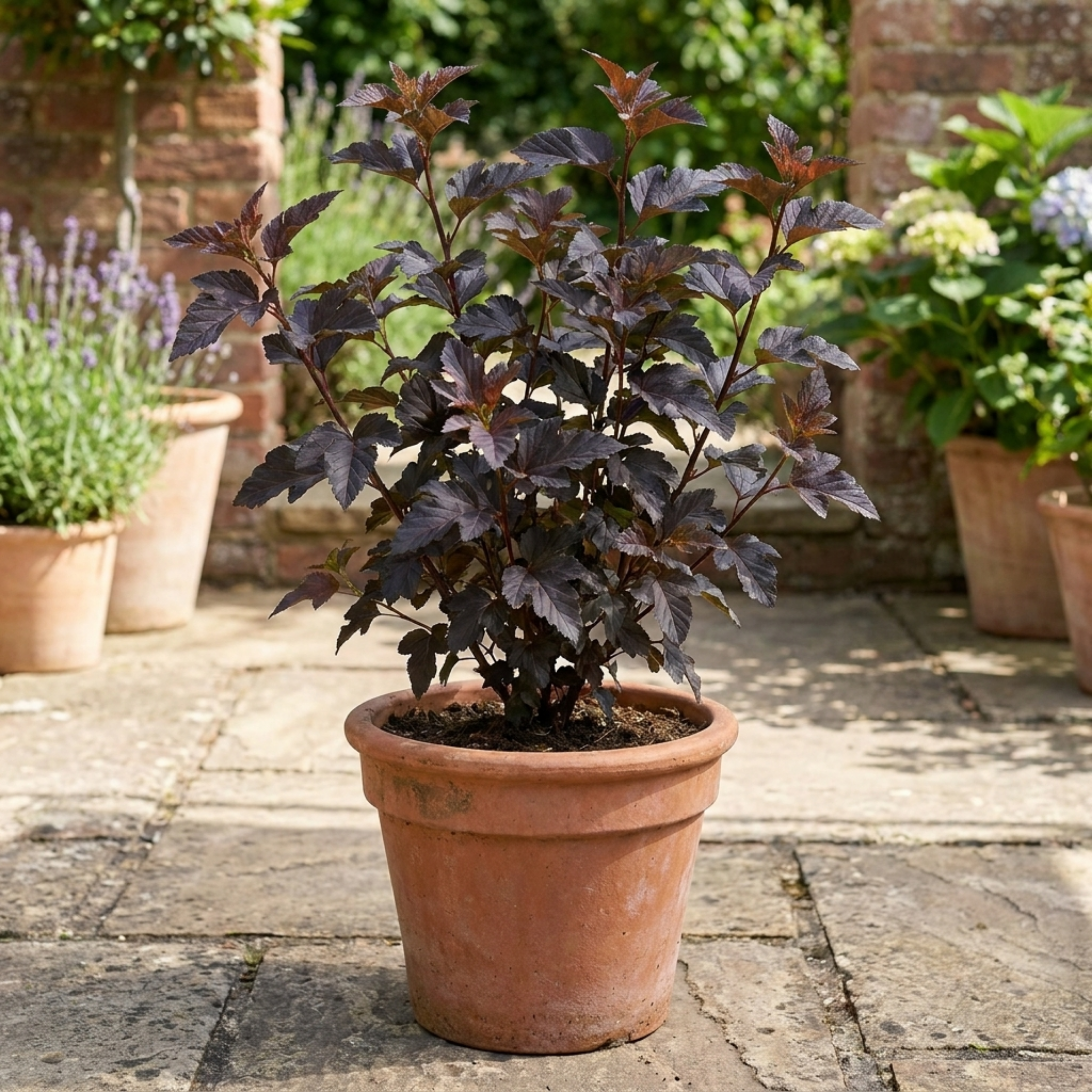 Physocarpus ‘Diabolo’ — Hardy Deciduous Shrub, Bee-Friendly, 3L Pot