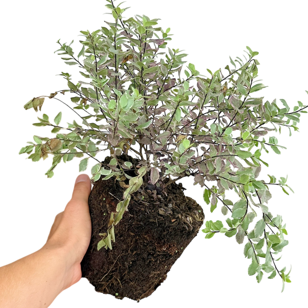 Pittosporum ‘Bannow Bay’ — Evergreen Shrub, Bee-Friendly, 3L Pot