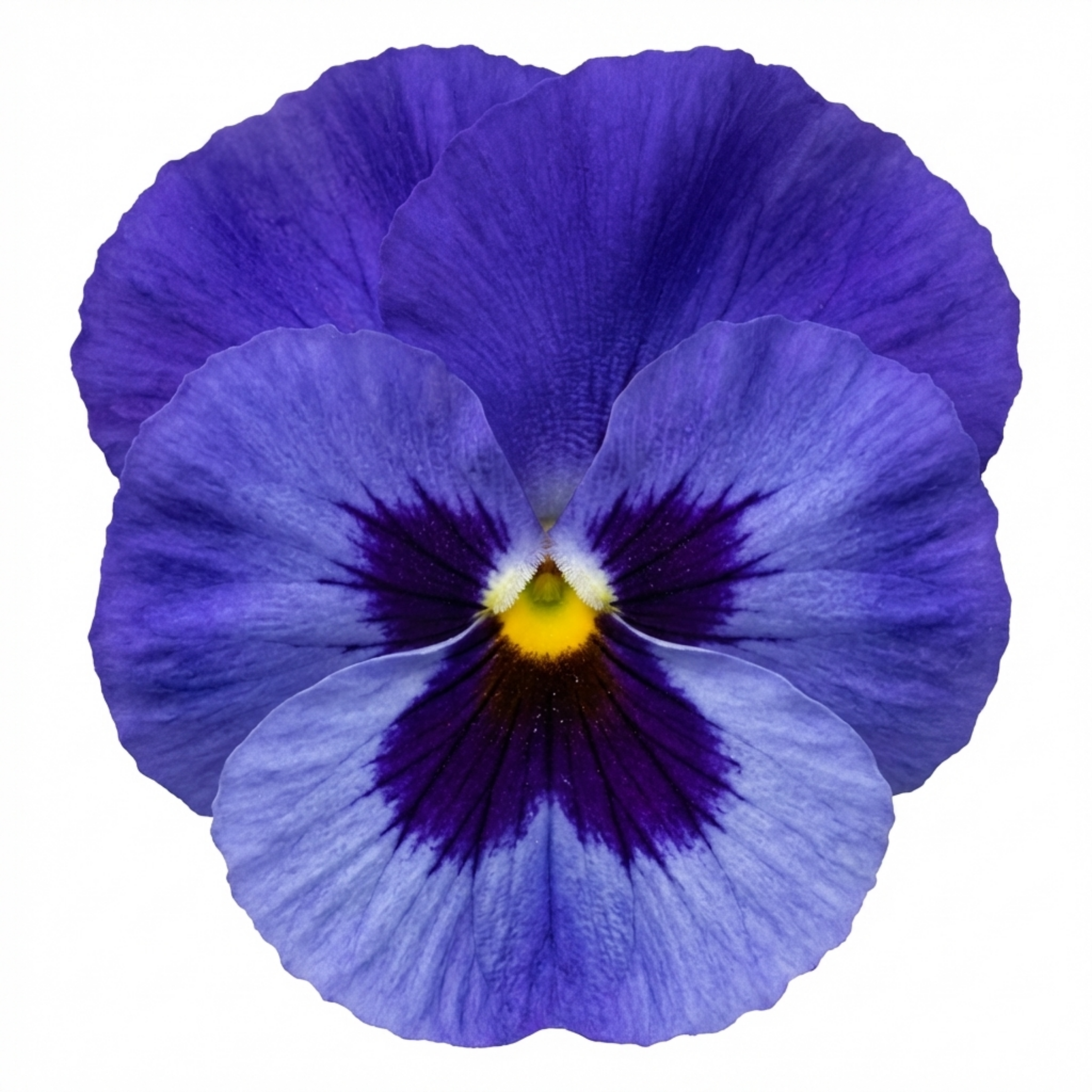 Pansy ‘Delta Pro Marina’ — Hardy Annual / Biennial, Bee-Friendly, 3L Pot