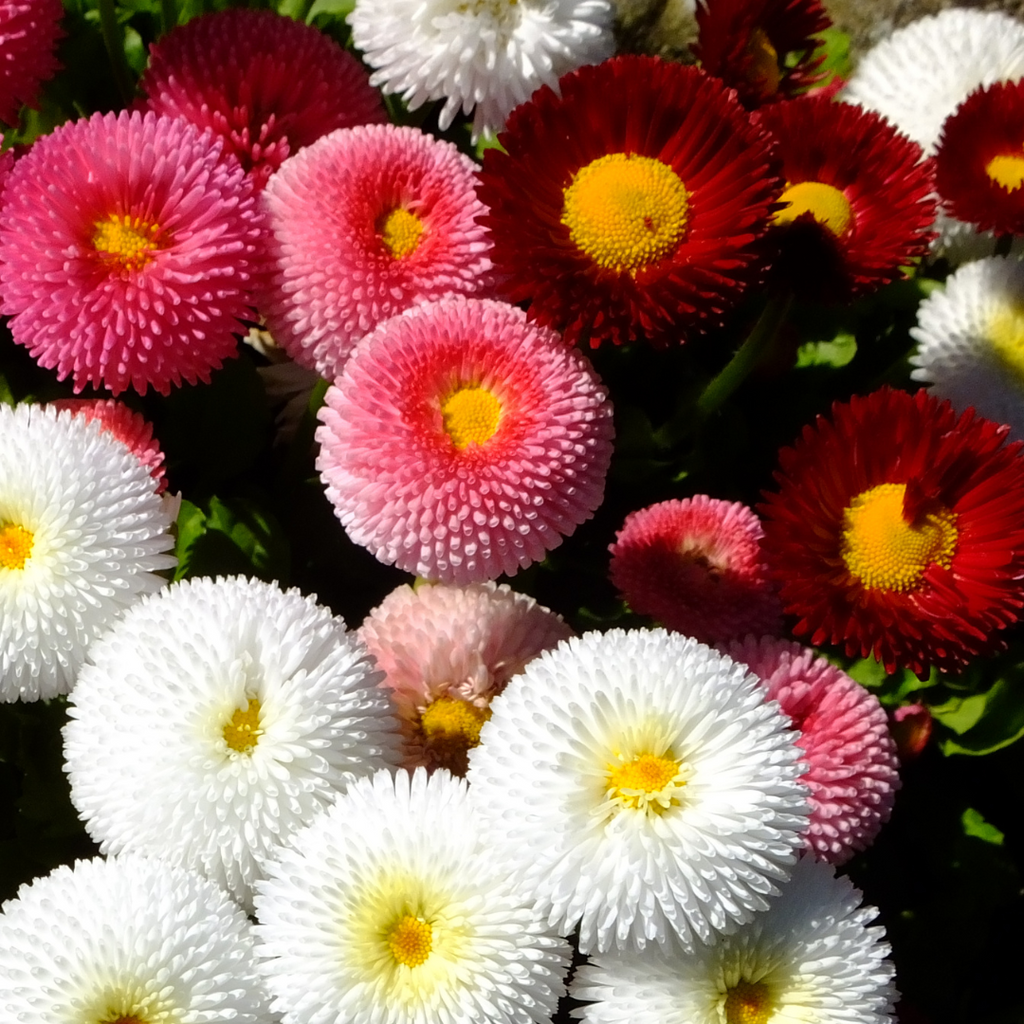 Bellis ‘Assorted’ — Hardy Perennial, Bee-Friendly, 10.5cm Pot