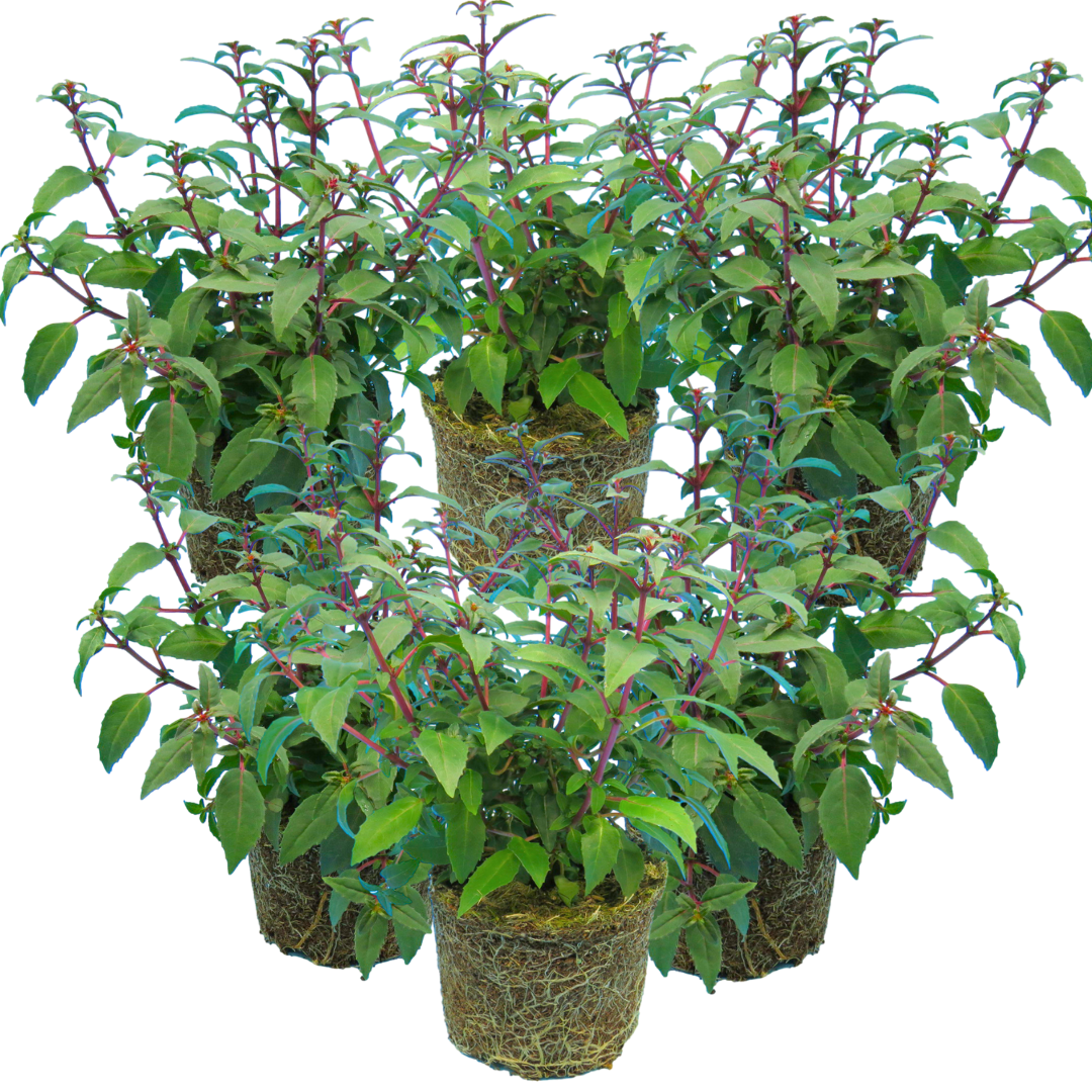 Fuchsia ‘Diva Cherry and White’ — Hardy Perennial, Bee-Friendly, 1L Pot