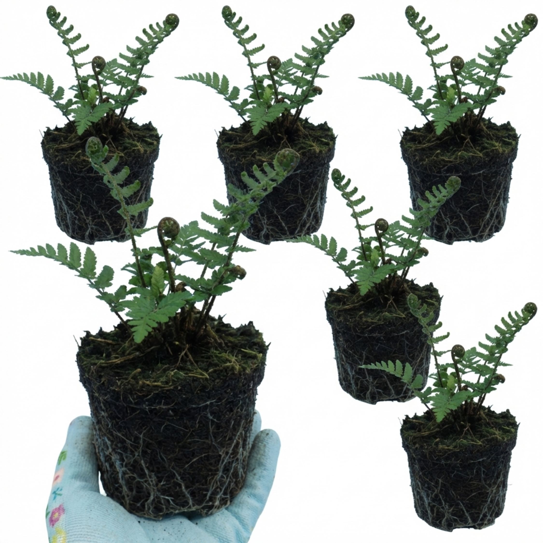 Dryopteris ‘Atrata Wood’ — Hardy Evergreen to Semi-evergreen Perennial Fern, 1L Pot (Set of 3 or 6)