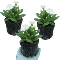 Primula ‘Little Queen White’ — Hardy Perennial, Bee-Friendly, 1L Pot (Set of 3 or 6)