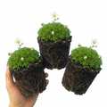 Saxifrage ‘Marto White Mossy Alpine’ — Hardy Evergreen Alpine Perennial, Bee-Friendly, 1L Pot (Set of 3 or 6)